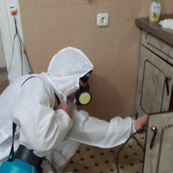 Дезинфекция от муравьев в квартире в Камышлове